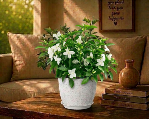 SBL - JASMINE